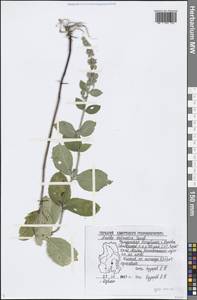 Mentha × dalmatica Tausch, Eastern Europe, Volga-Kama region (E7) (Russia)