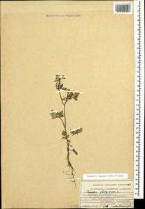 Caucalis platycarpos L., Caucasus, Armenia (K5) (Armenia)