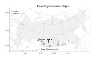 Calamagrostis macrolepis Litv., Atlas of the Russian Flora (FLORUS) (Russia)