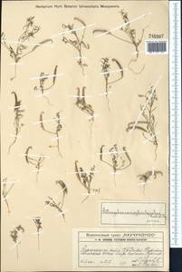 Astragalus campylorhynchus Fischer & C. A. Meyer, Middle Asia, Western Tian Shan & Karatau (M3) (Kazakhstan)