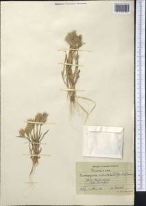 Eremopyrum orientale (L.) Jaub. & Spach, Middle Asia, Syr-Darian deserts & Kyzylkum (M7)