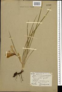 Iris graminea L., Caucasus, Stavropol Krai, Karachay-Cherkessia & Kabardino-Balkaria (K1b) (Russia)