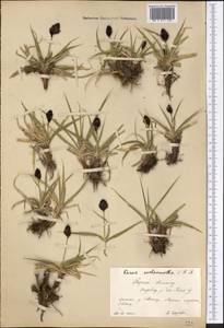 Carex melanantha C.A.Mey., Middle Asia, Northern & Central Tian Shan (M4) (Kyrgyzstan)