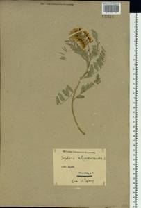 Sophora alopecuroides L., Siberia, Western (Kazakhstan) Altai Mountains (S2a) (Kazakhstan)