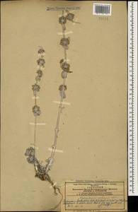 Marrubium persicum C.A.Mey., Caucasus, Azerbaijan (K6) (Azerbaijan)