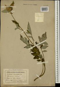Psephellus leucophyllus (M. Bieb.) C. A. Mey., Caucasus, Stavropol Krai, Karachay-Cherkessia & Kabardino-Balkaria (K1b) (Russia)