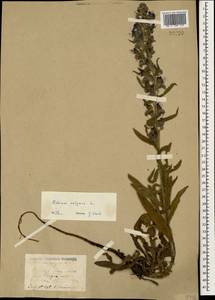 Echium vulgare L., Caucasus, Stavropol Krai, Karachay-Cherkessia & Kabardino-Balkaria (K1b) (Russia)