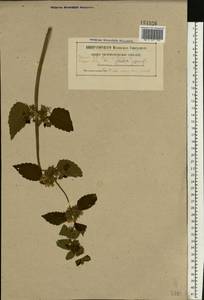 Ballota nigra L., Eastern Europe, Belarus (E3a) (Belarus)