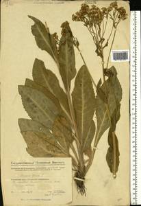 Senecio macrophyllus M. Bieb., Eastern Europe, Eastern region (E10) (Russia)