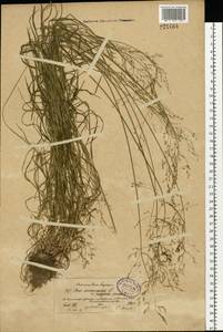 Poa nemoralis L., Eastern Europe, North-Western region (E2) (Russia)