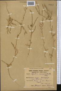 Ofaiston monandrum (Pall.) Moq., Middle Asia, Northern & Central Kazakhstan (M10) (Kazakhstan)
