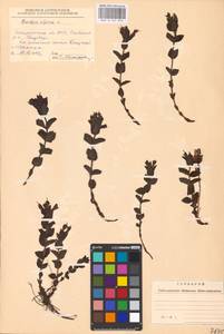 MHA 0 161 945, Bartsia alpina L., Eastern Europe, West Ukrainian region (E13) (Ukraine)