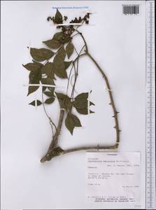 Zanthoxylum petiolare A. St.-Hil. & Tul., America (AMER) (Paraguay)