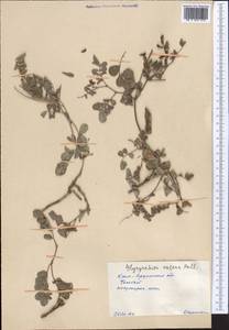 Glycyrrhiza aspera Pall., Middle Asia, Syr-Darian deserts & Kyzylkum (M7) (Kazakhstan)