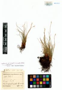 Carex simpliciuscula Wahlenb., Siberia, Altai & Sayany Mountains (S2) (Russia)
