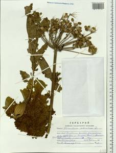 Heracleum sphondylium subsp. sibiricum (L.) Simonk., Siberia, Altai & Sayany Mountains (S2) (Russia)