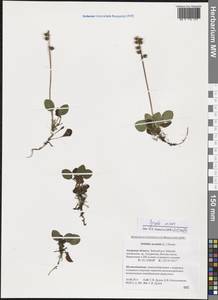 Pyrola minor L., Siberia, Russian Far East (S6) (Russia)