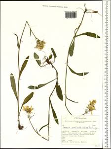 Tephroseris praticola (Schischk. & Serg.) Holub, Siberia, Altai & Sayany Mountains (S2) (Russia)