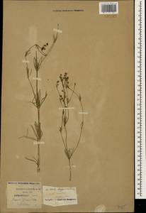 Galium xeroticum (Klokov) Pobed., Caucasus, Krasnodar Krai & Adygea (K1a) (Russia)