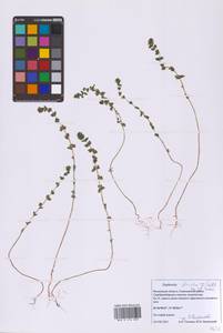 Euphrasia stricta J.P.Wolff ex J.F.Lehm., Eastern Europe, Moscow region (E4a) (Russia)