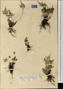 Aleuritopteris argentea (S. G. Gmel.) Fée, Mongolia (MONG) (Mongolia)