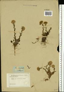 Tussilago farfara L., Eastern Europe, Moscow region (E4a) (Russia)
