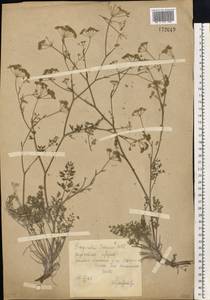 Pimpinella tragium Vill., Eastern Europe, North Ukrainian region (E11) (Ukraine)