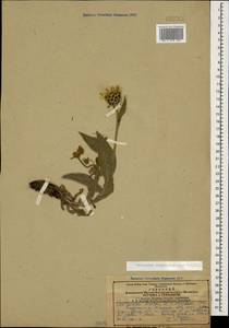 Centaurea cheiranthifolia Willd., Caucasus, Armenia (K5) (Armenia)