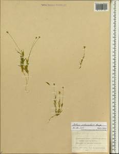 Stellaria peduncularis Bunge, Siberia, Russian Far East (S6) (Russia)