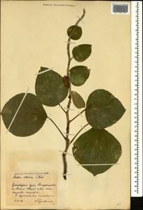 Hedera colchica (K. Koch) K. Koch, Caucasus, Black Sea Shore (from Novorossiysk to Adler) (K3) (Russia)