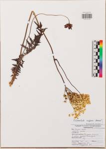 Filipendula vulgaris Moench, Eastern Europe, Central region (E4) (Russia)