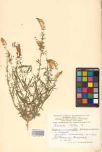 Reseda lutea L., Eastern Europe, Lower Volga region (E9) (Russia)
