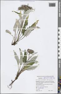 Saussurea subacaulis (Ledeb.) Serg., Siberia, Baikal & Transbaikal region (S4) (Russia)