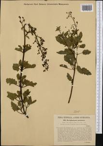 Scrophularia laciniata Waldst. & Kit., Western Europe (EUR) (Croatia)