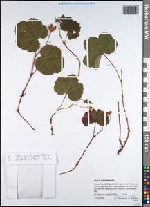 Rubus chamaemorus L., Siberia, Yakutia (S5) (Russia)