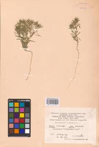 Ceratocarpus arenarius L., Eastern Europe, North Ukrainian region (E11) (Ukraine)
