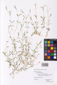 Stellaria longifolia (Regel) Muhl. ex Willd., Eastern Europe, North-Western region (E2) (Russia)