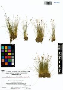 Eleocharis acicularis (L.) Roem. & Schult., Siberia, Baikal & Transbaikal region (S4) (Russia)