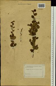 Betula fruticosa Pall., Siberia (no precise locality) (S0) (Russia)