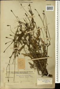 Papaver armeniacum subsp. armeniacum, Caucasus, Azerbaijan (K6) (Azerbaijan)