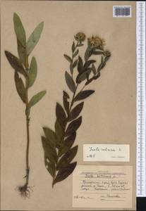 Pentanema salicinum subsp. salicinum, Siberia, Russian Far East (S6) (Russia)