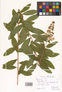 Spiraea alba Du Roi, Eastern Europe, Western region (E3) (Russia)