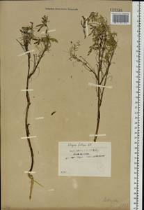 Astragalus syriacus L., Siberia, Baikal & Transbaikal region (S4) (Russia)
