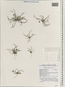 Plantago ovata Forssk., South Asia, South Asia (Asia outside ex-Soviet states and Mongolia) (ASIA) (Israel)