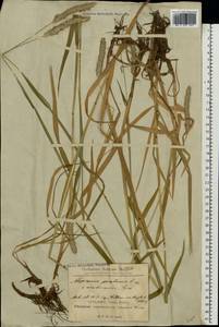 Alopecurus pratensis × arundinaceus, Eastern Europe, Latvia (E2b) (Latvia)
