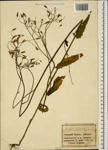 Crepis pulchra L., Caucasus, Stavropol Krai, Karachay-Cherkessia & Kabardino-Balkaria (K1b) (Russia)