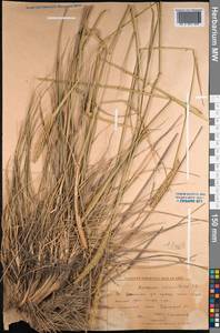 Agropyron fragile (Roth) P.Candargy, Middle Asia, Northern & Central Kazakhstan (M10) (Kazakhstan)