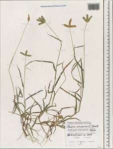 Eleusine coracana (L.) Gaertn., South Asia, South Asia (Asia outside ex-Soviet states and Mongolia) (ASIA) (Maldives)