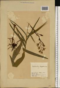 Cephalanthera longifolia (L.) Fritsch, Eastern Europe, North-Western region (E2) (Russia)