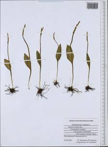 Ophioglossum vulgatum L., Eastern Europe, Northern region (E1) (Russia)